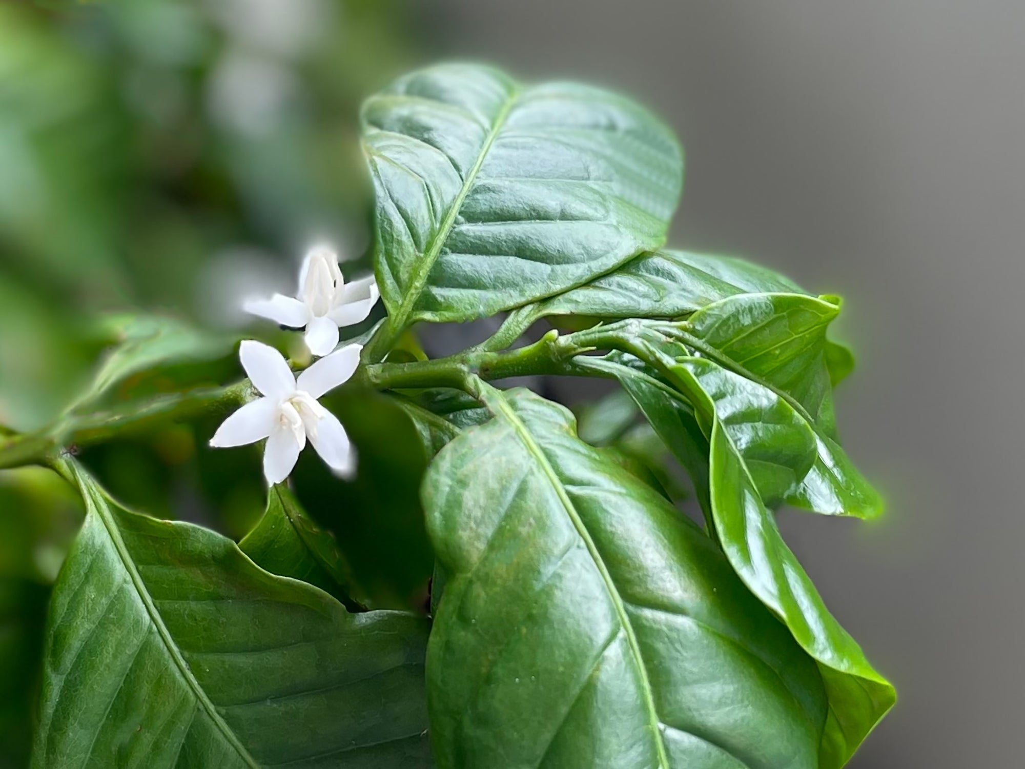 コーヒーの木に咲くコーヒーの白い花