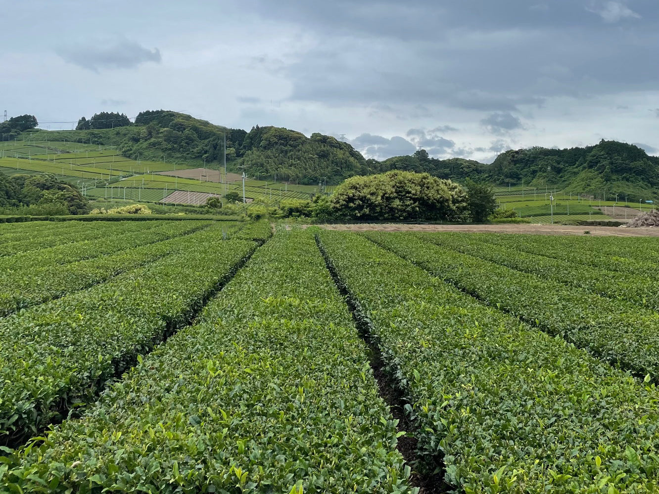 茶畑