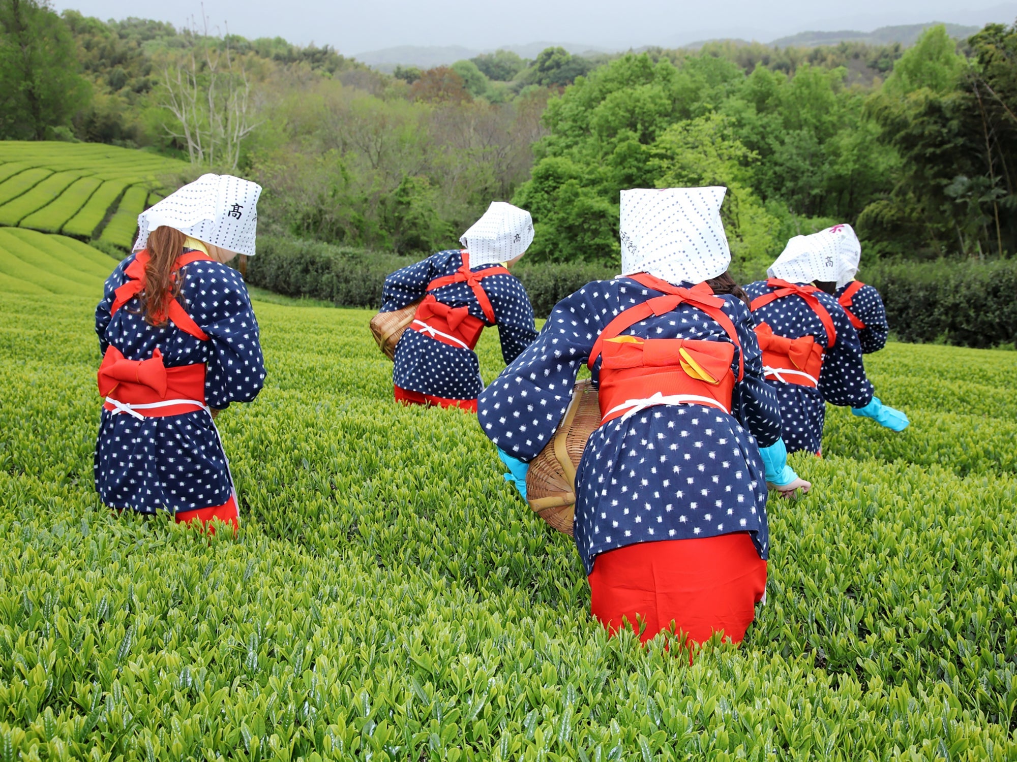 八十八夜に茶摘みをするお茶娘